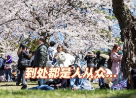 多伦多追樱人攻略｜东南西北赏樱2026版