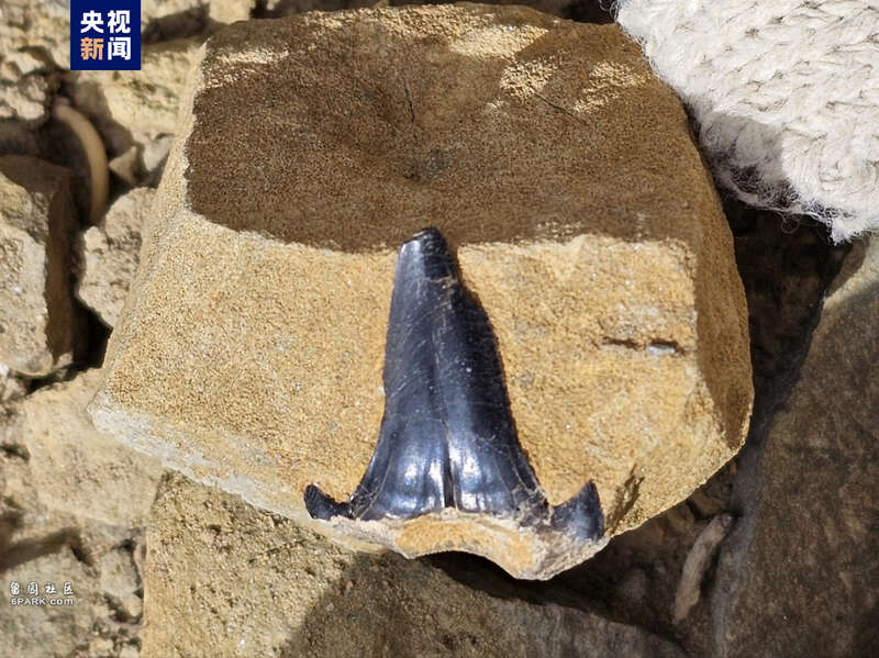 距今2.2亿年三叠纪鲨鱼化石长啥样?最新科考成果来了