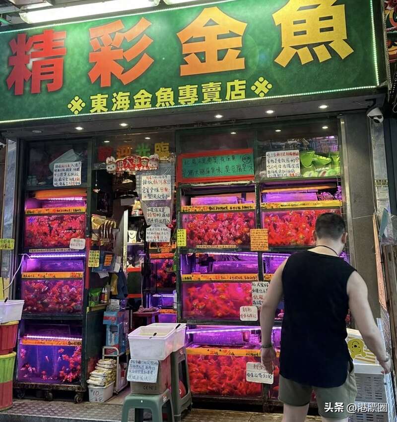 香港水族店老板怒怼顾客成“打卡点”结局大反转(组图)