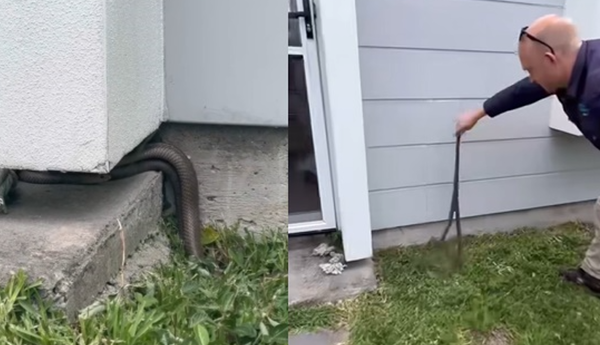 男發現「世界第2毒蛇」在家門口交配　「忘情啪啪」活春宮片爆紅。（圖／翻攝自Facebook／Sunshine Coast Snake Catchers 24/7 ）
