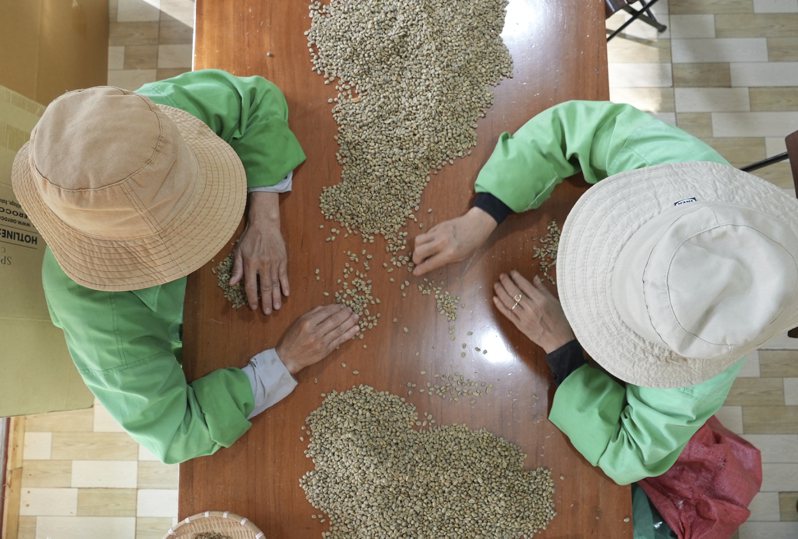 越南咖啡豆收成不佳、农场囤货造成供应吃紧，价格料将持续上涨。 图为越南多乐省咖啡工厂。 美联社