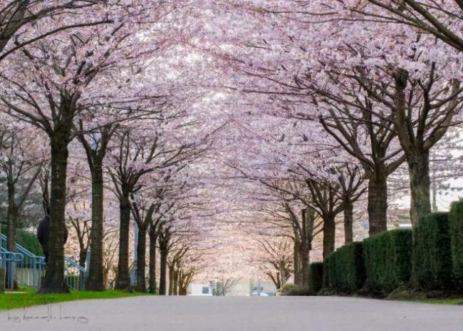 温哥华获评今年全球最佳赏樱地 开花日期