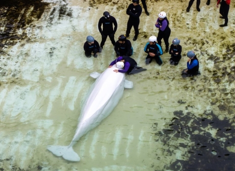 芝加哥水族馆称接收自加拿大水上乐园的白鲸