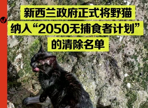 举全国之力杀猫，猫怎么成了新西兰公敌？