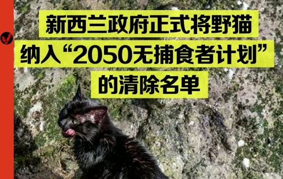 举全国之力杀猫，猫怎么成了新西兰公敌？