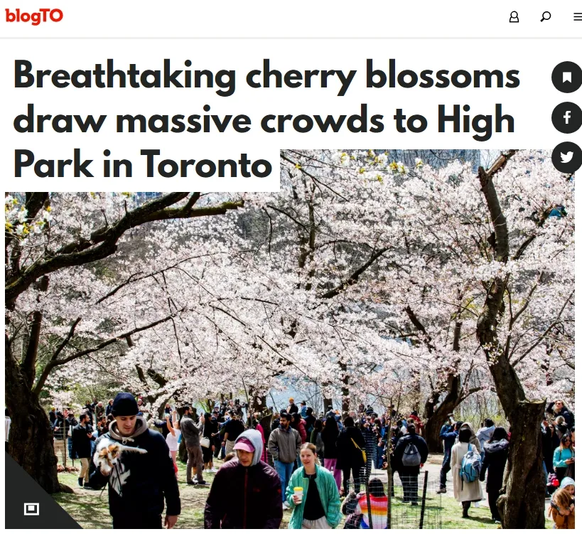 今天起！多伦多High Park樱花全部盛放！全是人人人~15个地标美成这样了