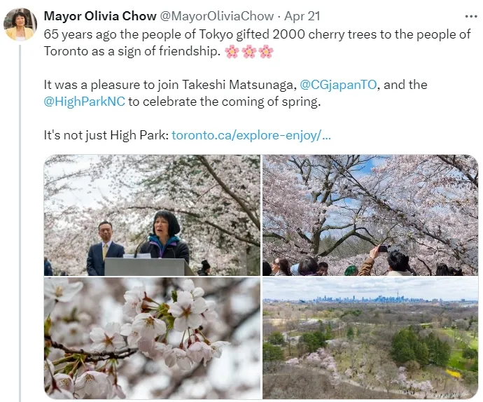 今天起！多伦多High Park樱花全部盛放！全是人人人~15个地标美成这样了