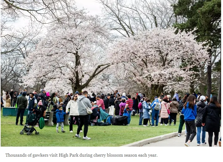 今天起！多伦多High Park樱花全部盛放！全是人人人~15个地标美成这样了