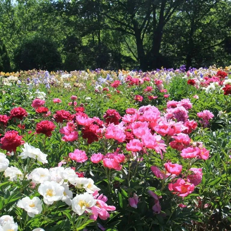 6月8-9日周末好去处:牡丹节,坦克,牛仔竞技,大型街区特卖,私人花园开放 ,风筝节,美食节