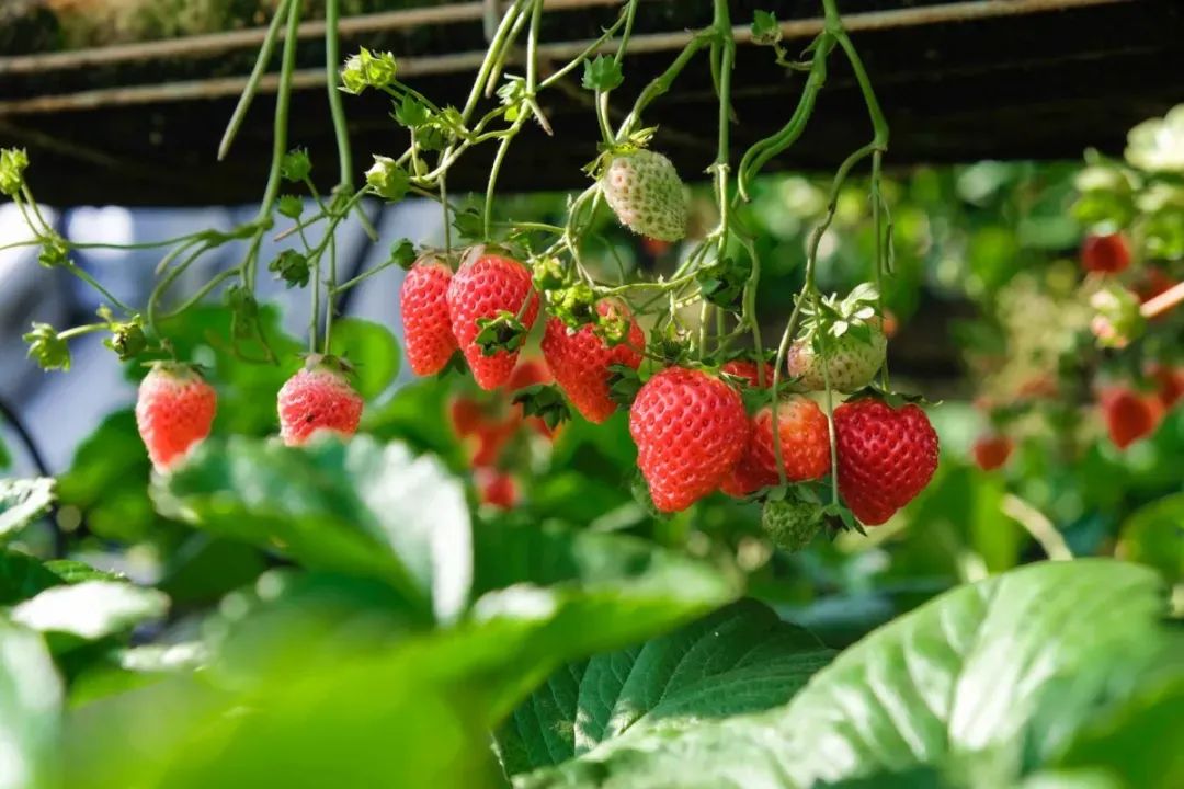 6月8-9日周末好去处:牡丹节,坦克,牛仔竞技,大型街区特卖,私人花园开放 ,风筝节,美食节