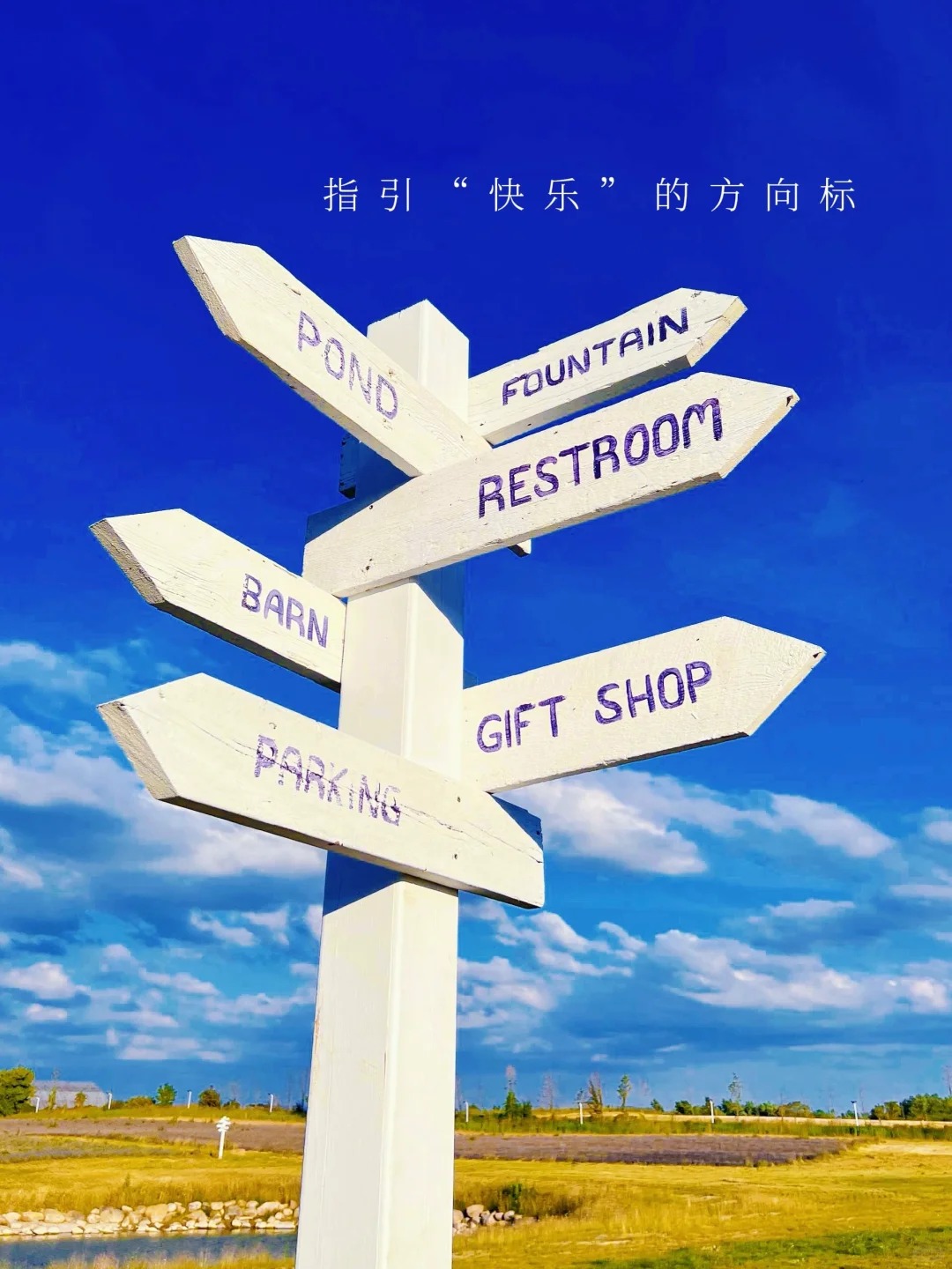 多伦多安省最大的薰衣草农场要开园啦！