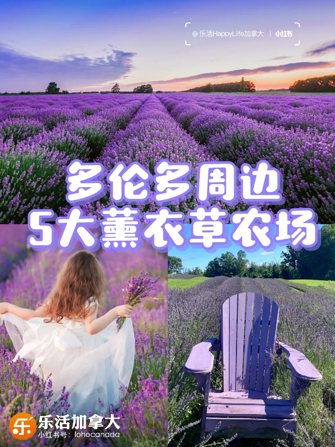 多伦多周边5️⃣大梦幻薰衣草农场?
