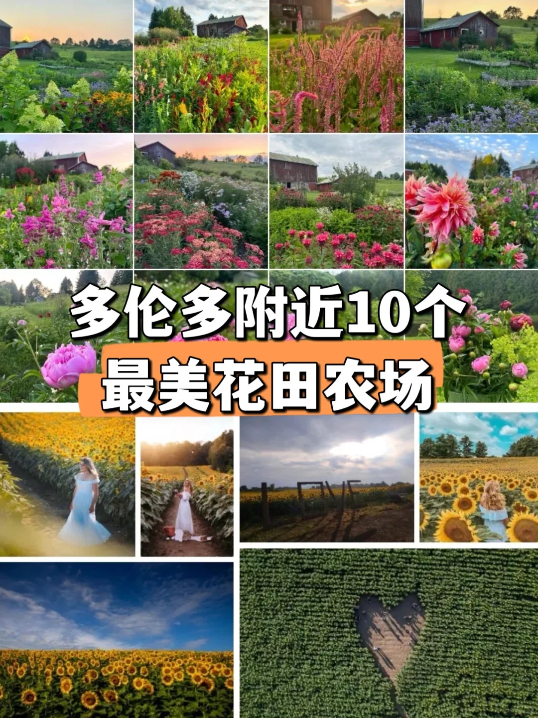 多伦多附近10个鲜花采摘农场！自驾游摘花拍