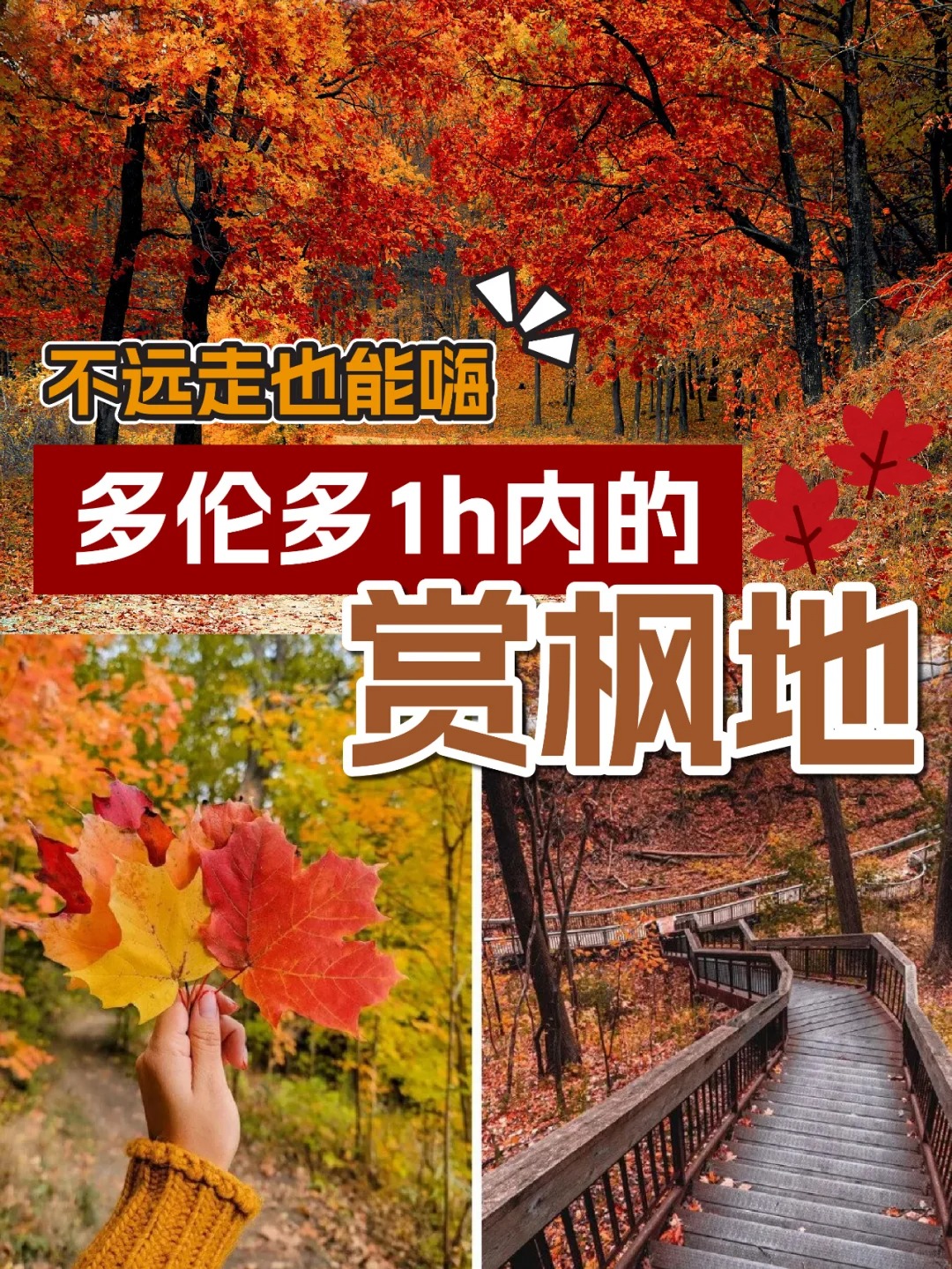 多伦多1h内的赏枫地，不远走也能嗨
