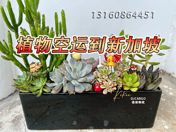 新加坡人为什么这么热爱种植植物？
