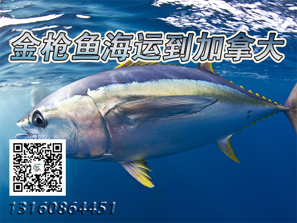 冷冻燕窝、金枪鱼、小龙虾海运冷链到加拿大整柜直航到港