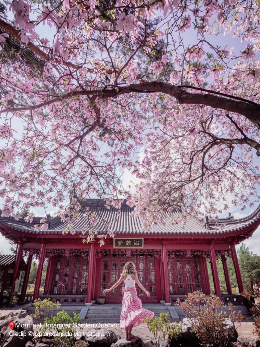 邂逅粉色花海，加拿大春季赏樱指南来啦！