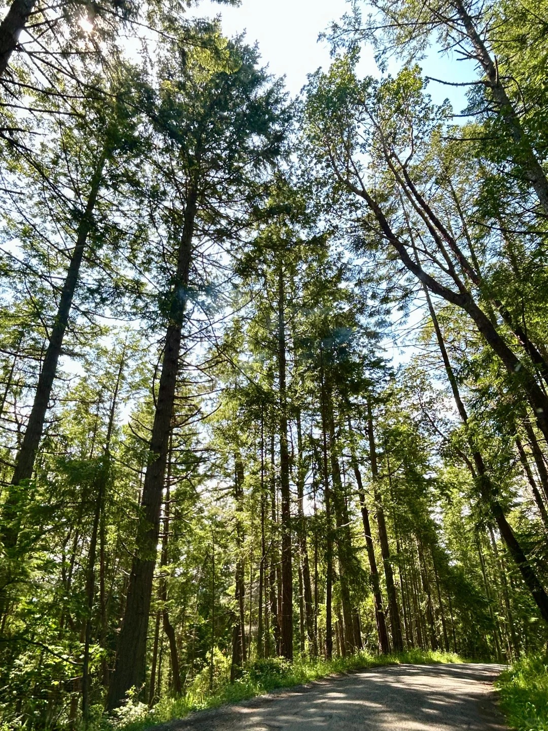 ? 温哥华周边隐世小岛?️｜在Galiano岛当一