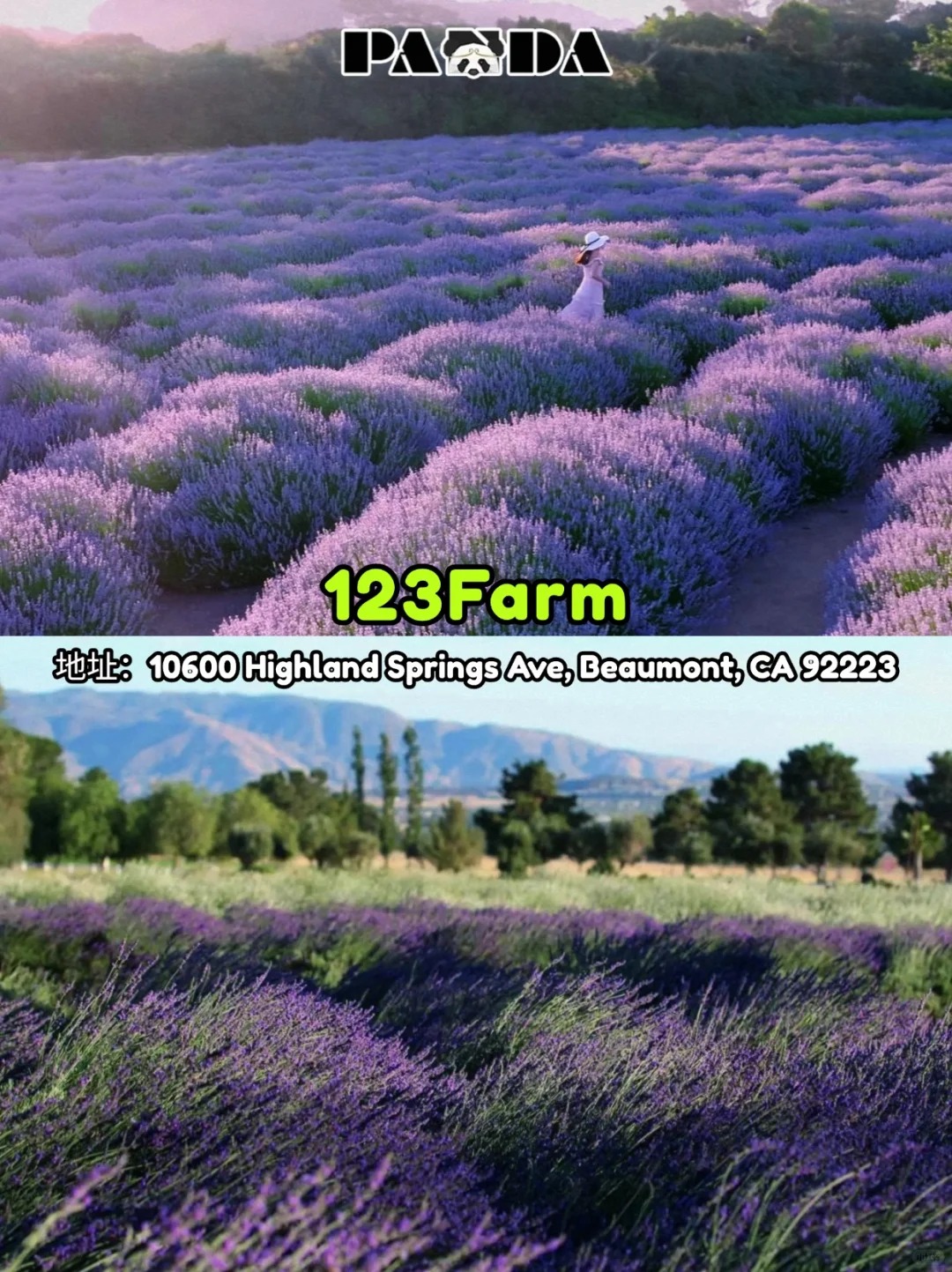 洛杉矶5-8月必去薰衣草花田 | 速看‼
