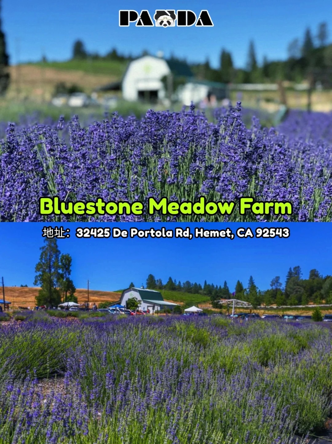 洛杉矶5-8月必去薰衣草花田 | 速看‼