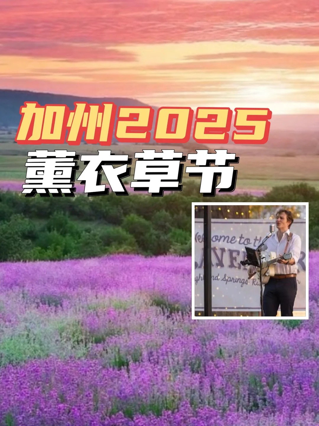南加州薰衣草节！逃离城市的紫色梦境