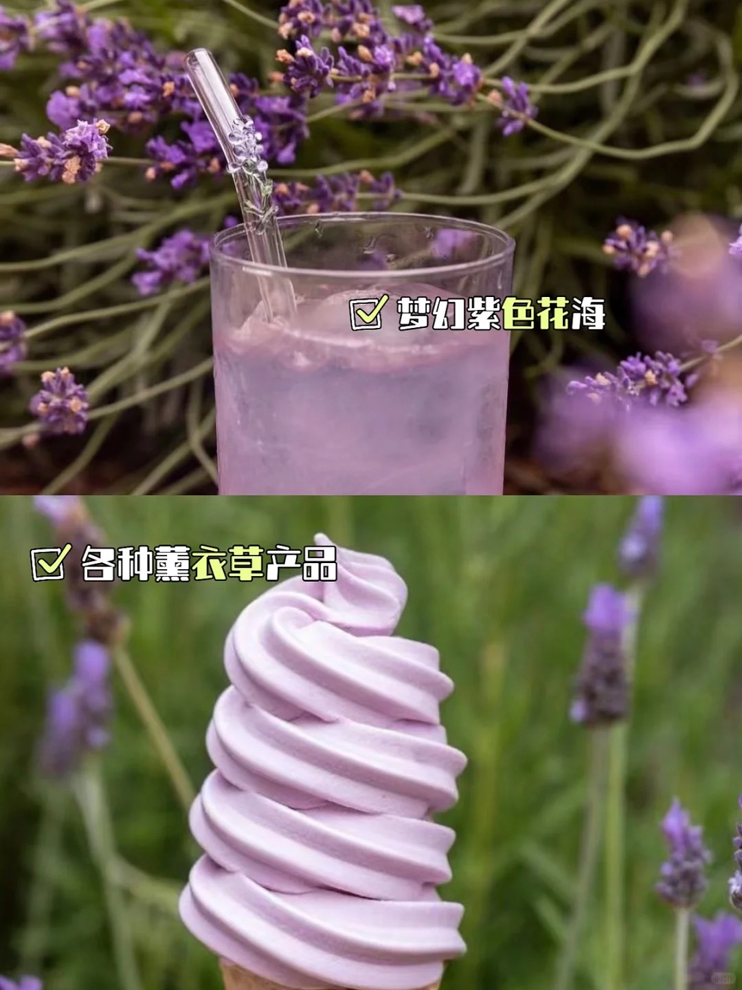 南加州薰衣草节！逃离城市的紫色梦境
