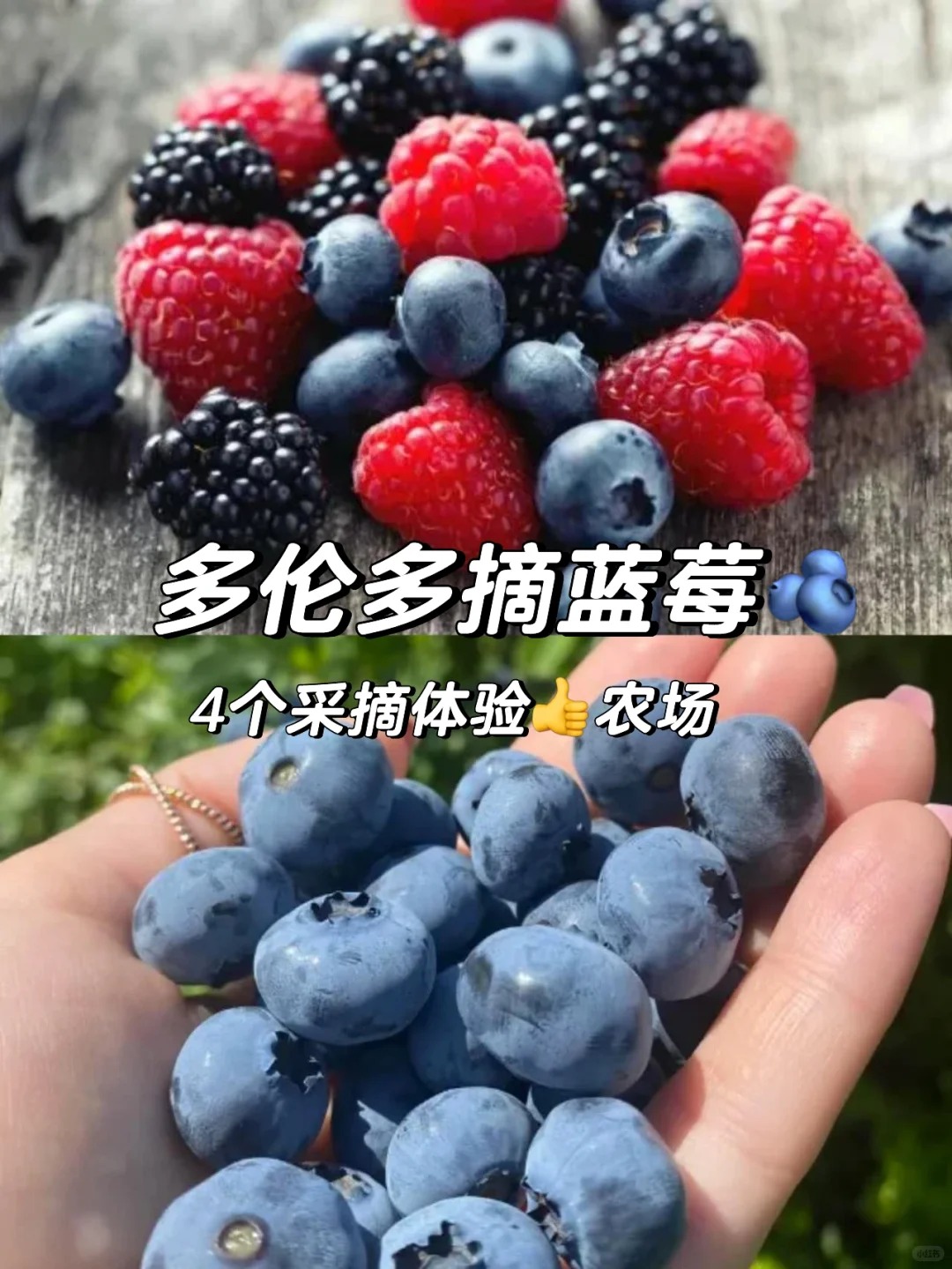蓝朋友熟了