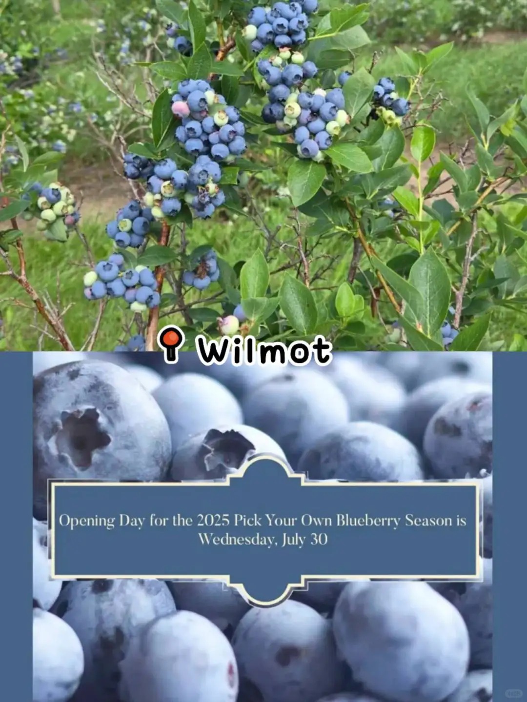 蓝朋友熟了