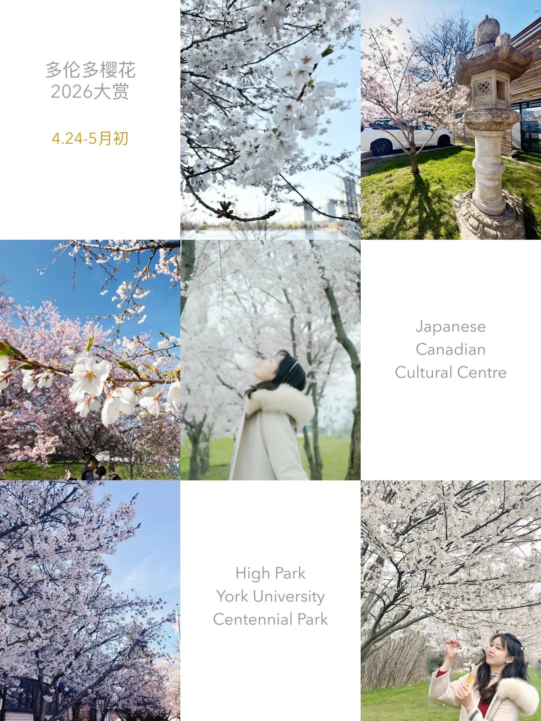 🌸多伦多追樱人攻略｜东南西北赏樱2026版_1_毛毛软软乎🐶_来自小红书网页版