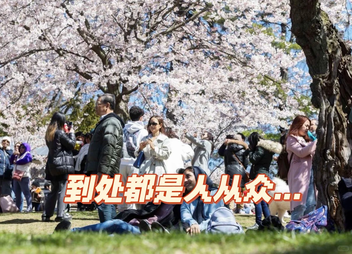 🌸多伦多追樱人攻略｜东南西北赏樱2026版_2_毛毛软软乎🐶_来自小红书网页版