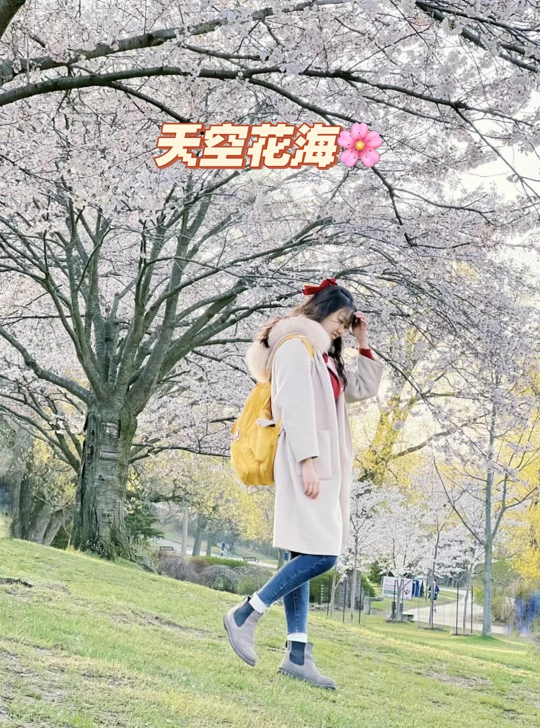 🌸多伦多追樱人攻略｜东南西北赏樱2026版_4_毛毛软软乎🐶_来自小红书网页版