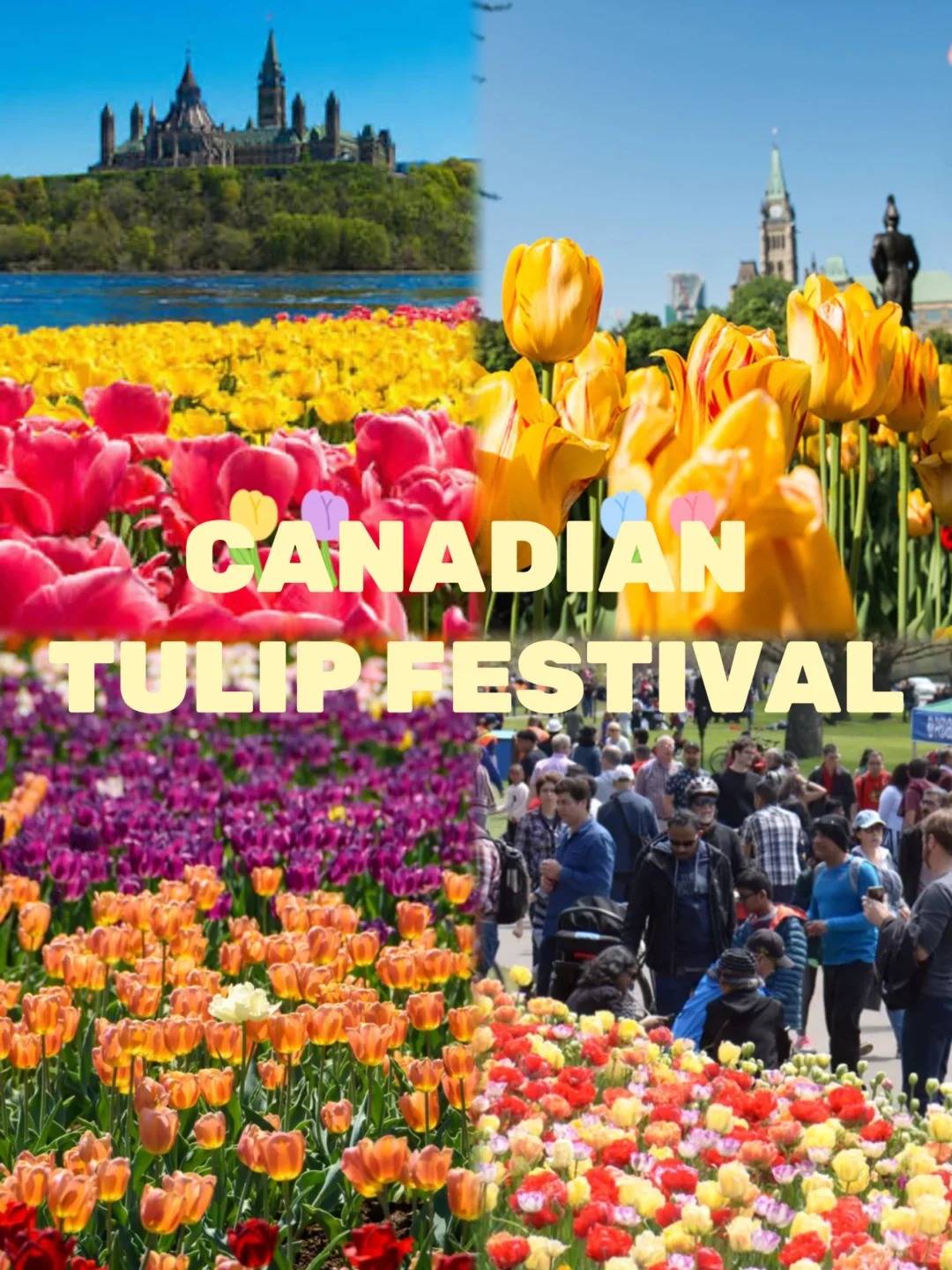 🇨🇦渥太华郁金香节‼️百万花海➕免费入场🌷_1_爱分享的米饭～_来自小红书网页版