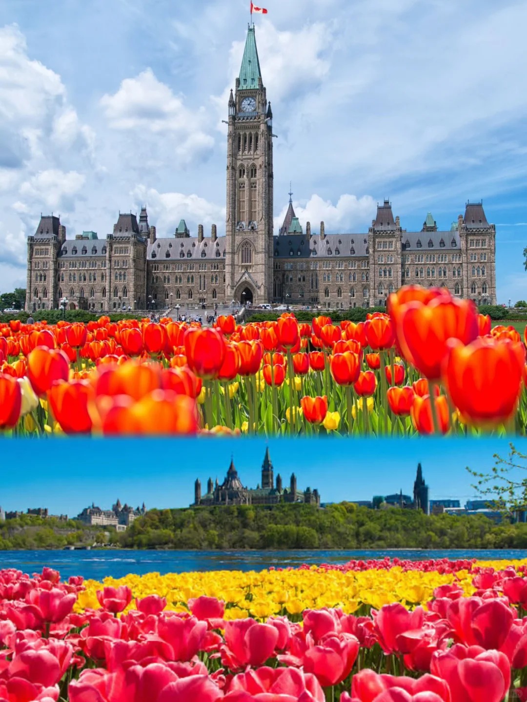 🇨🇦渥太华郁金香节‼️百万花海➕免费入场🌷_2_爱分享的米饭～_来自小红书网页版