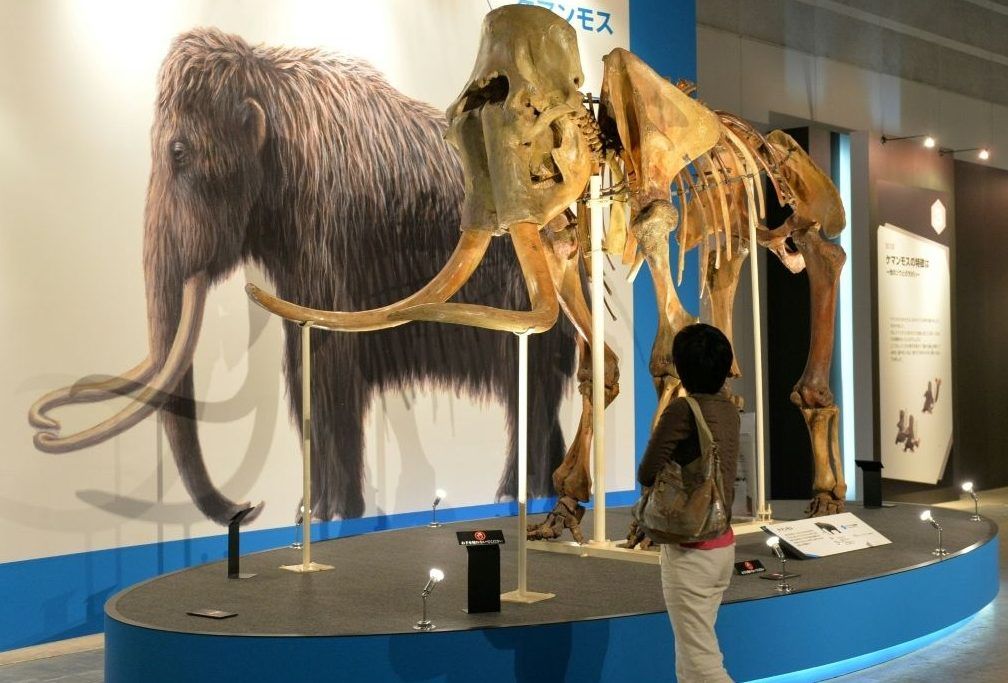 Woolly mammoths went extinct around 4,000 years ago, but one company claims it can resurrect the species. (KAZUHIRO NOGI/AFP/File)