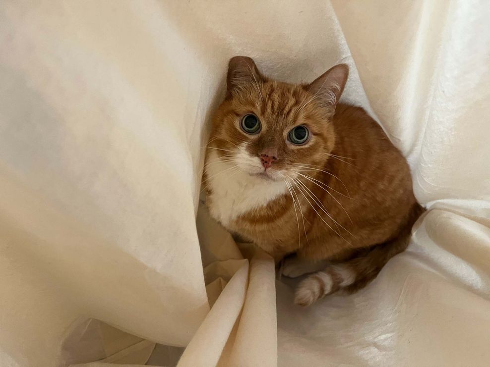 cat in MUJI bag