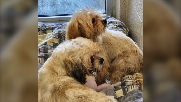 安省动物福利机构收留12只西施犬后寻求捐款
