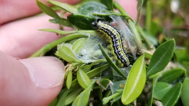 box tree moth