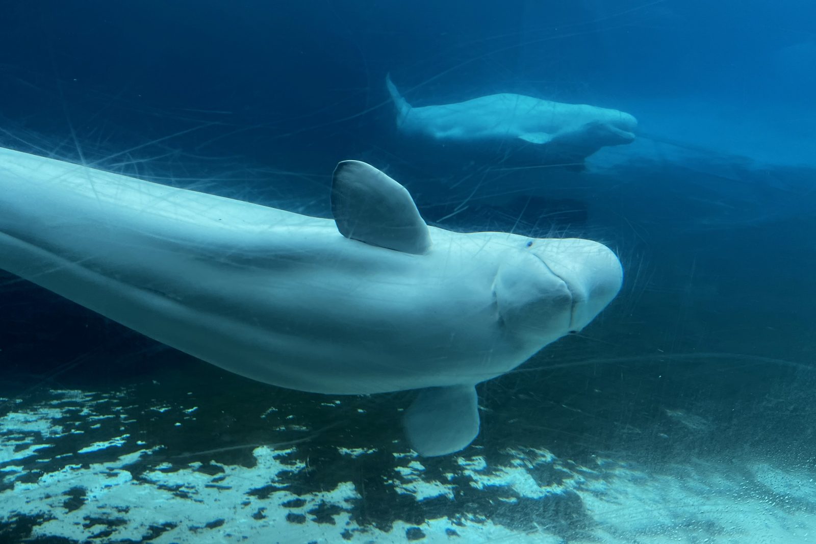 Marineland 开始向美国水族馆运送 6 头白鲸