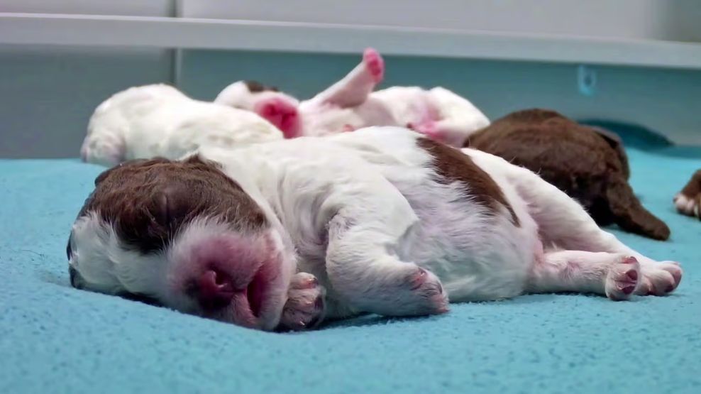 puppy livestream