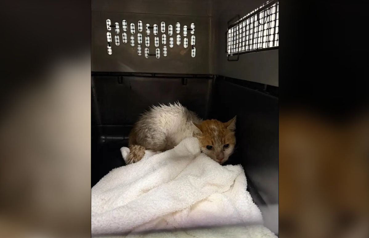 蒙特利尔猫咪机场迷踪两周 奇迹般归家引关注