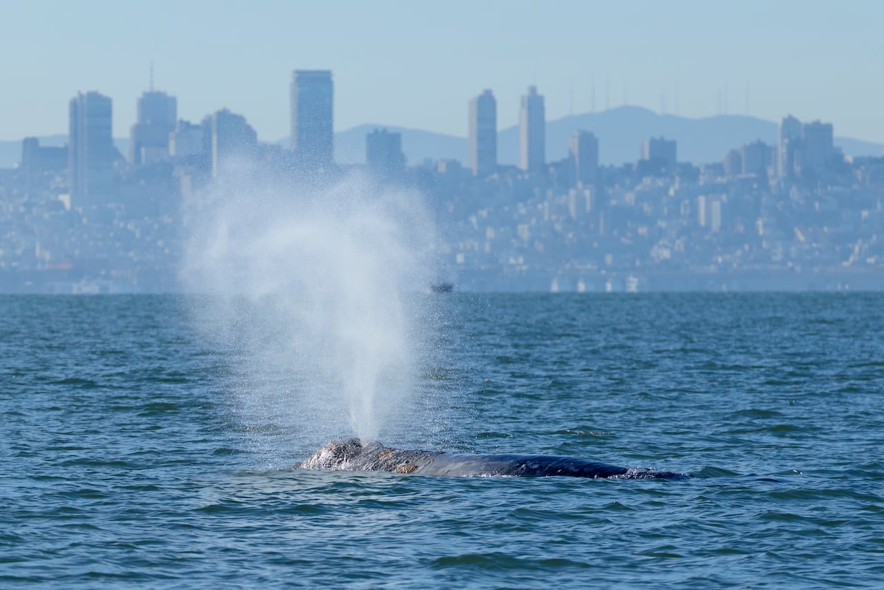 Grey whale