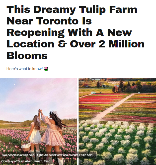美哭了！多伦多周边郁金香花田重开！200万朵花绚烂绽放！