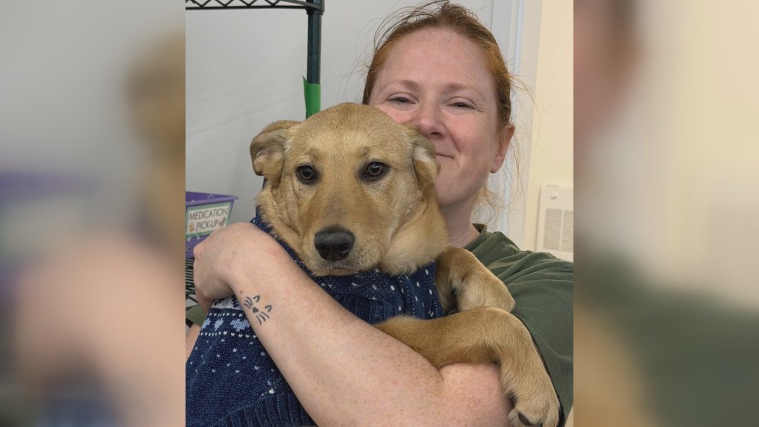 温尼伯动物救援志愿者不幸遇难 引发对边远地区流浪犬问题关注（配图1）