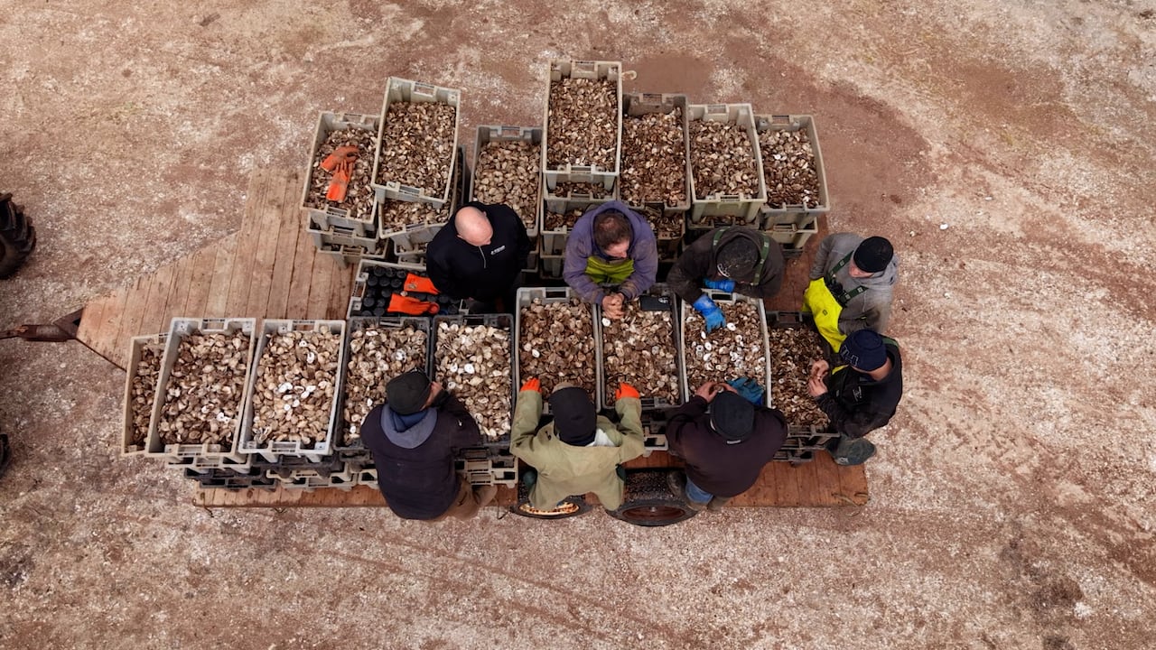 爱德华王子岛的牡蛎养殖者两种疾病损害行业，死亡率接近 100% ...
