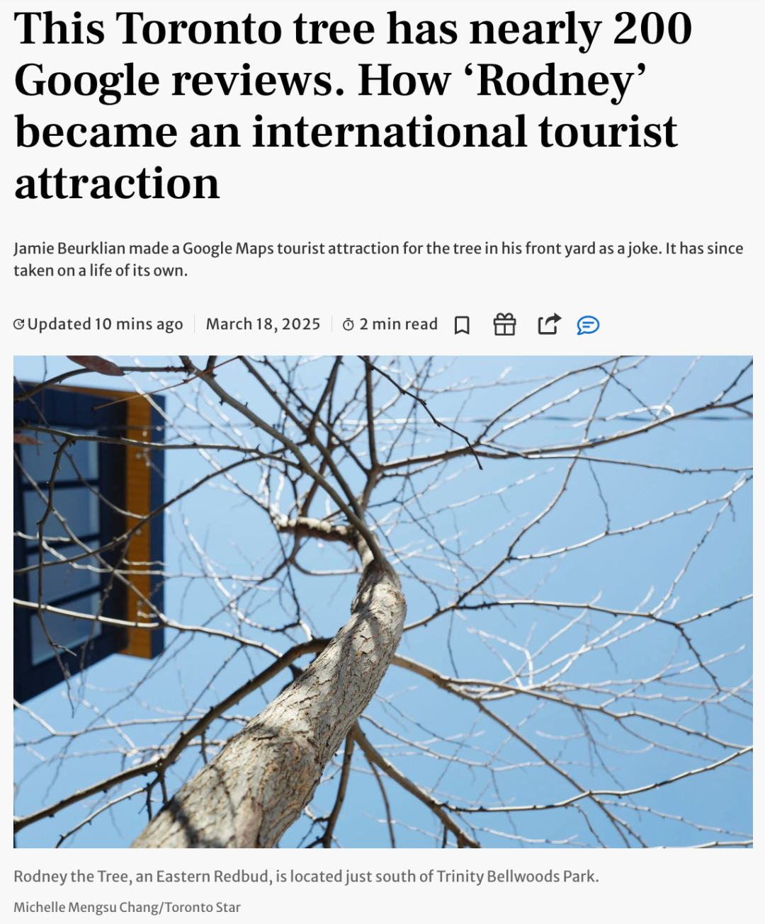 爆火！多伦多这棵不起眼的小树成国际旅游景点 上万名网友狂赞！ ...