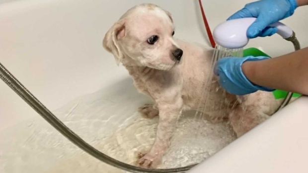 spca