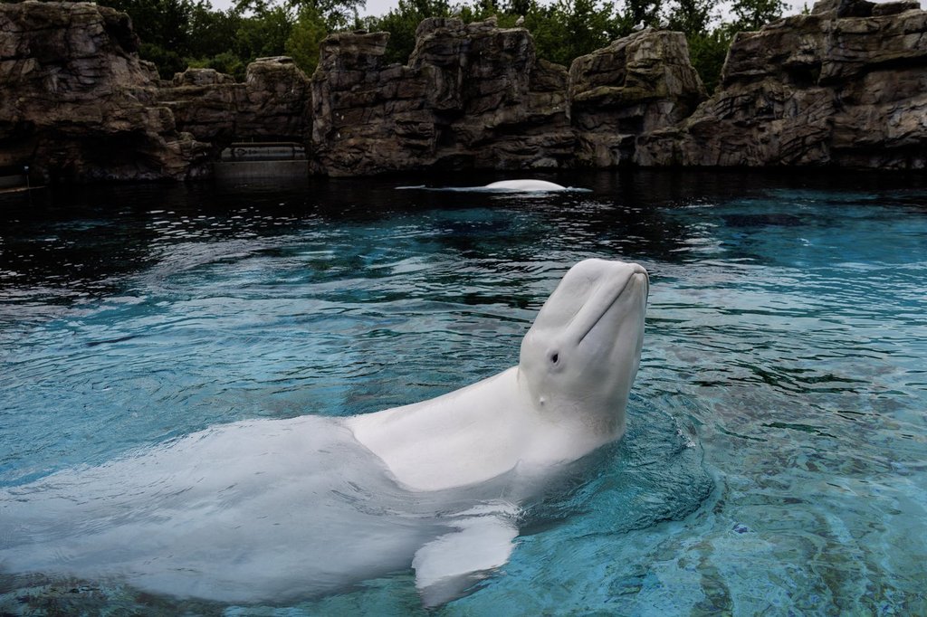 加拿大最后圈养鲸鱼将离境 多伦多Marineland白鲸送往美国水族馆（配图1）