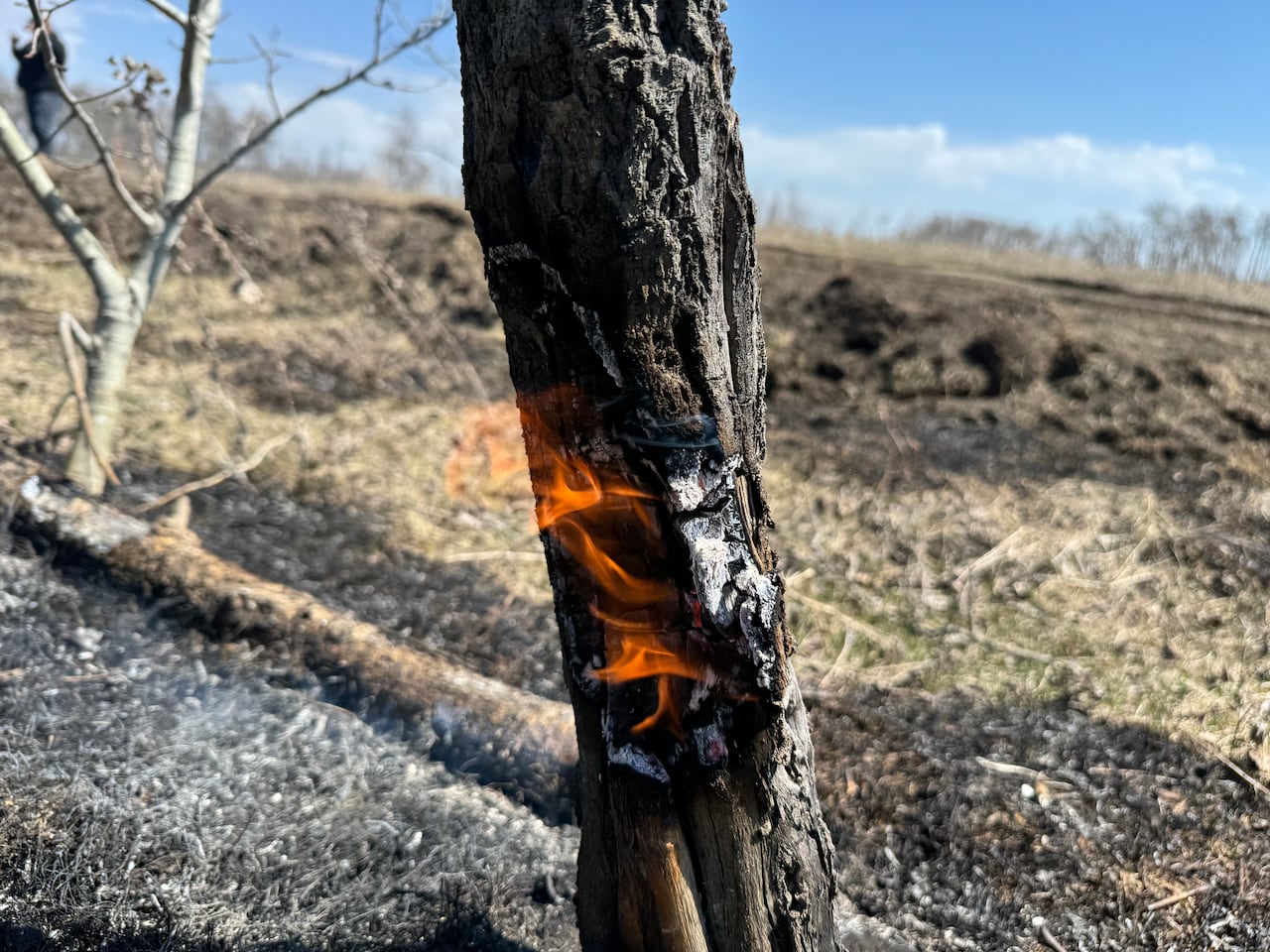 Bright orange flames coming out of a tree.