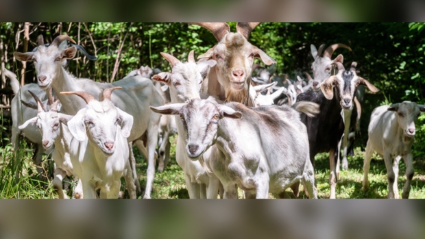 goats 
