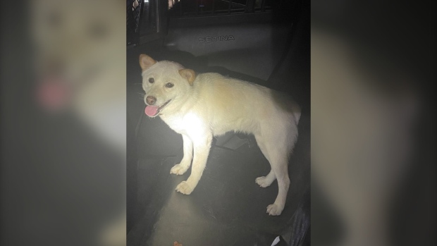 OPP 救援犬被发现在奥克维尔的 QEW 上徘徊